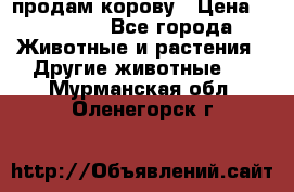 продам корову › Цена ­ 70 000 - Все города Животные и растения » Другие животные   . Мурманская обл.,Оленегорск г.